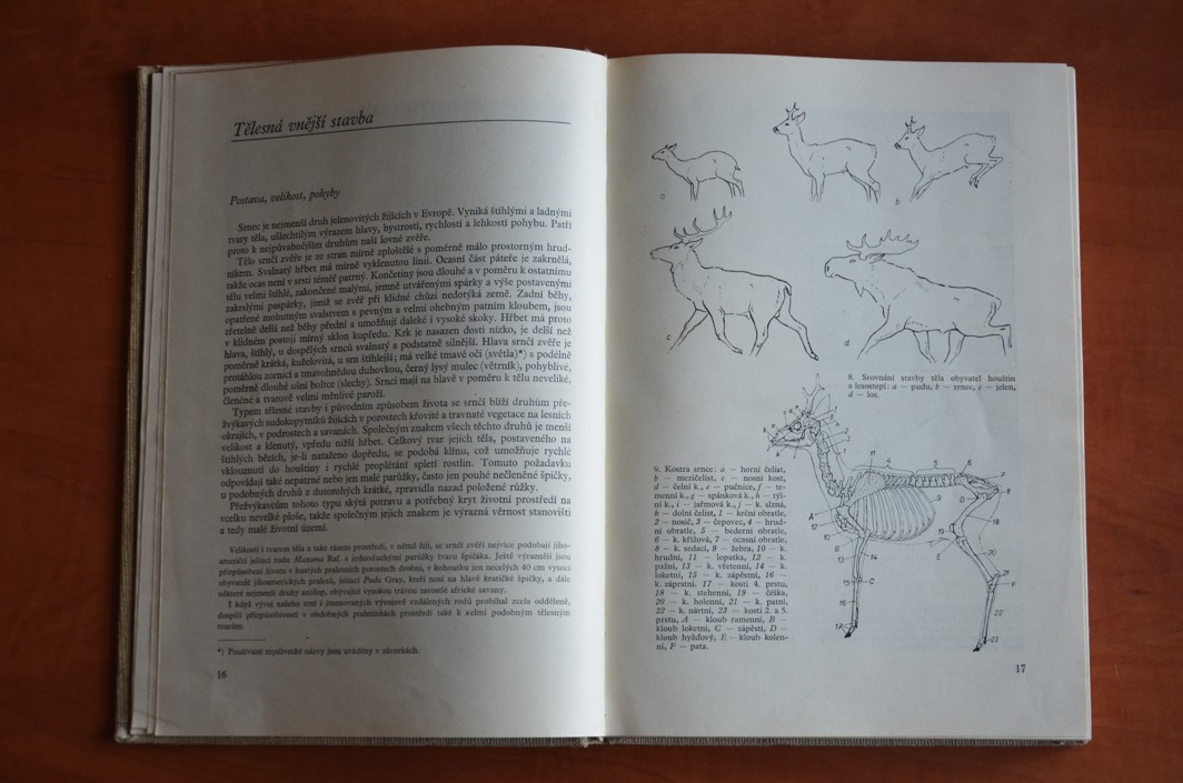 SRNČÍ ZVĚŘ Josef Nečas (1975)