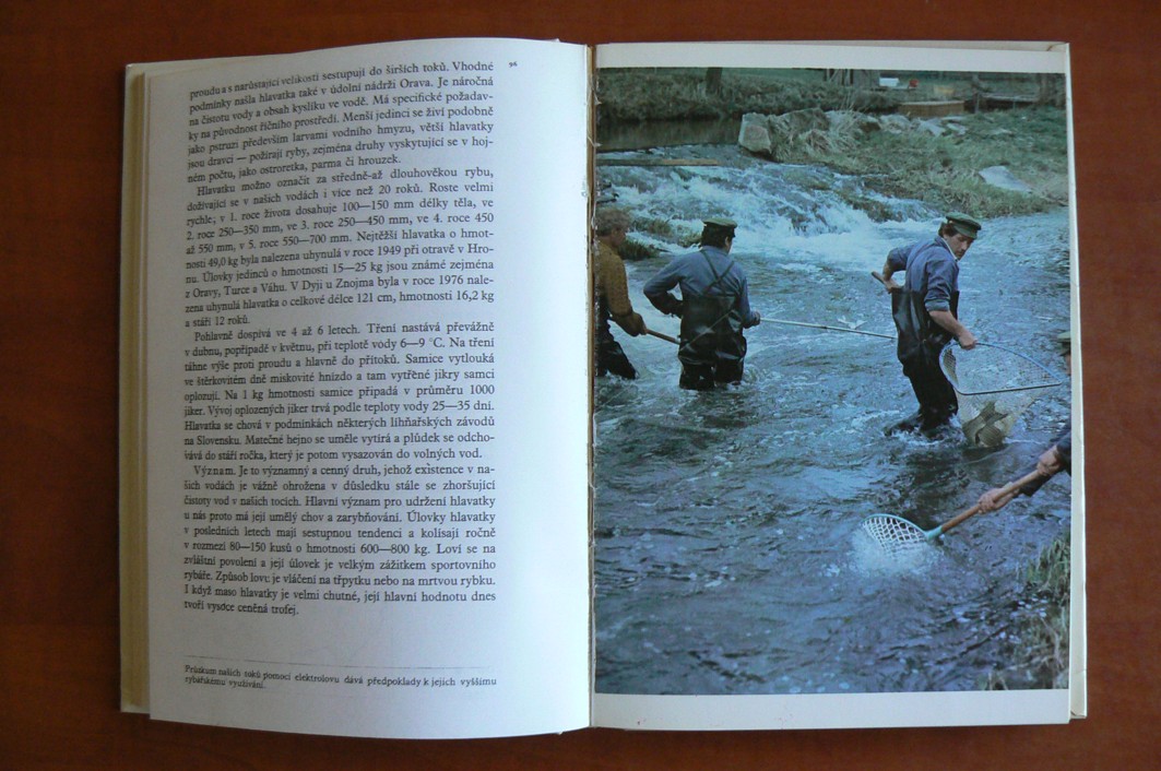 Ryby v našich vodách