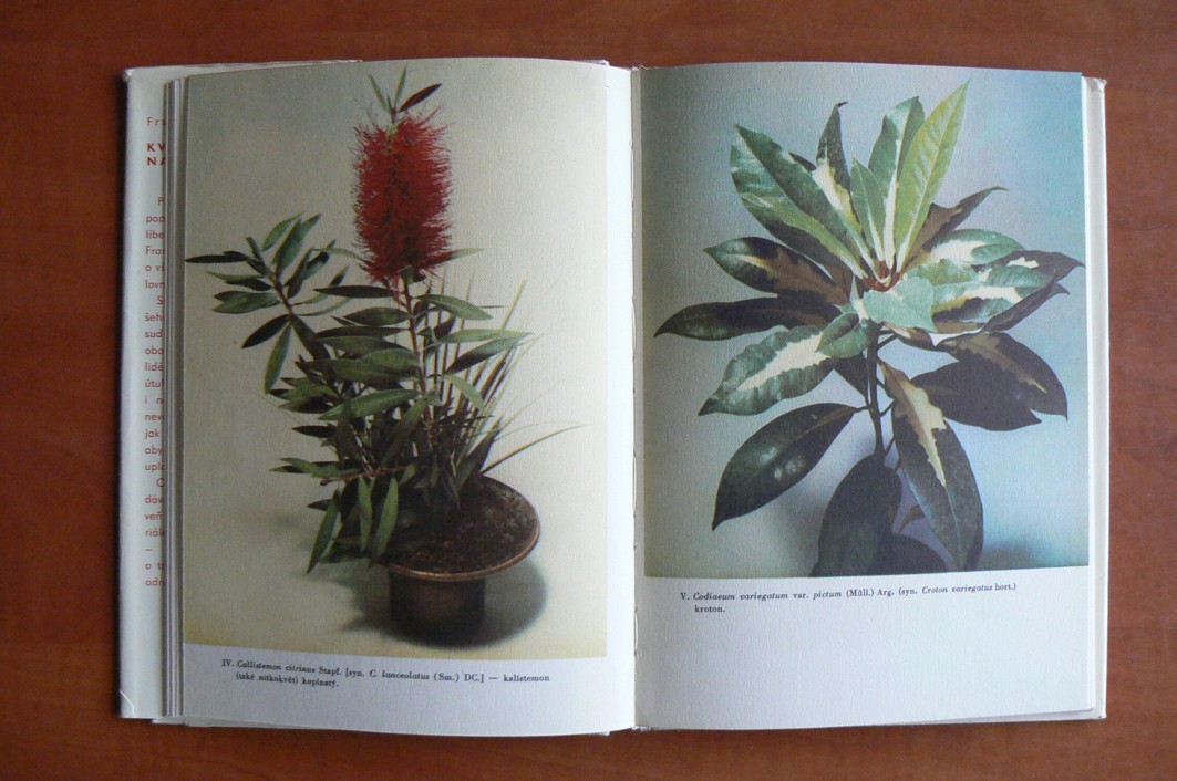 Květiny našich domovů