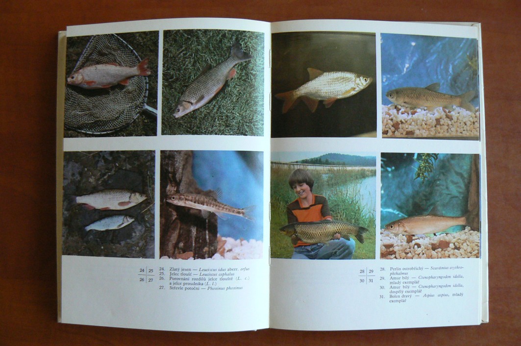 Ryby v našich vodách