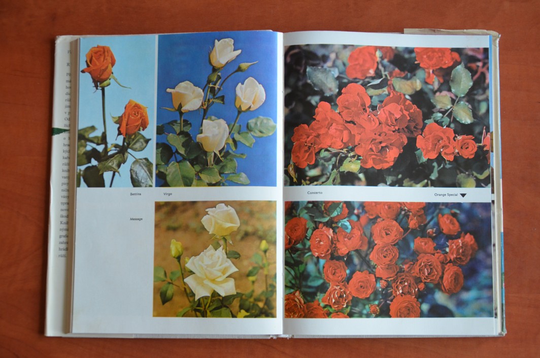 Růže (1967)