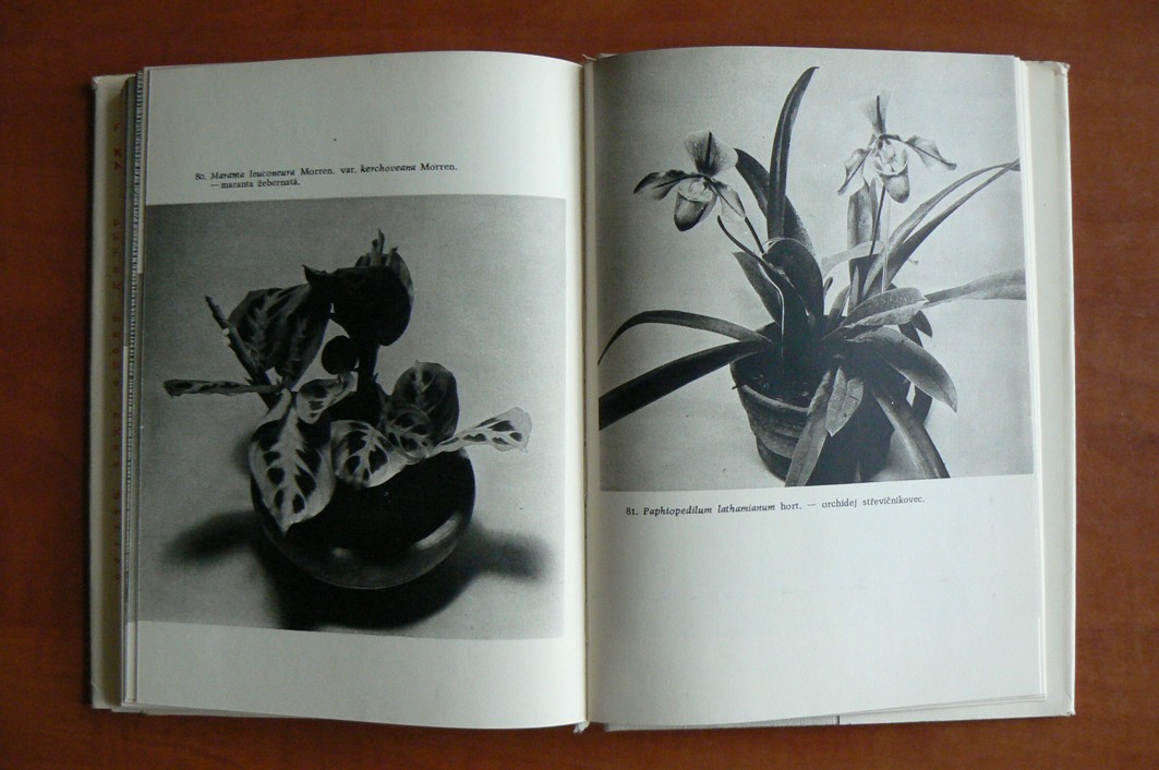 Květiny našich domovů