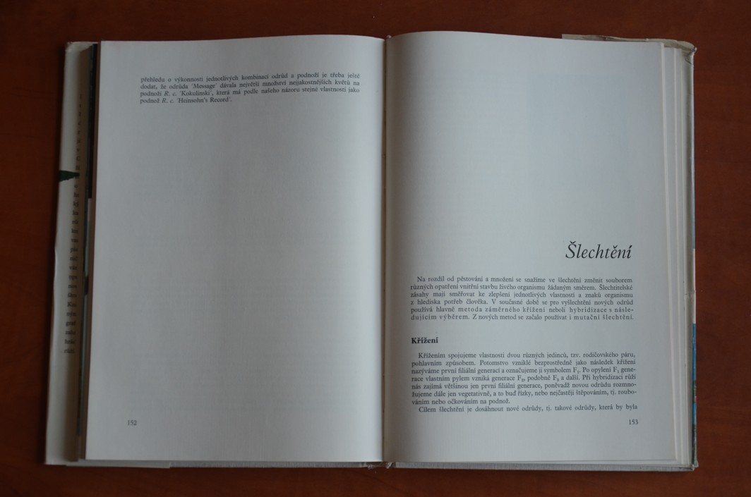 Růže (1967)